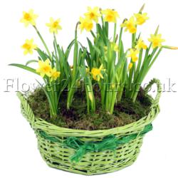 Bright New Spring Narcissus